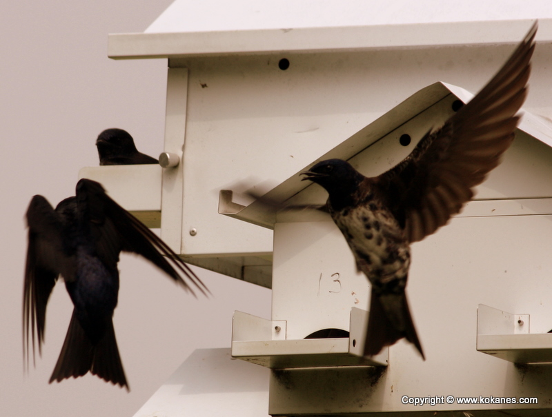 Perching Birds